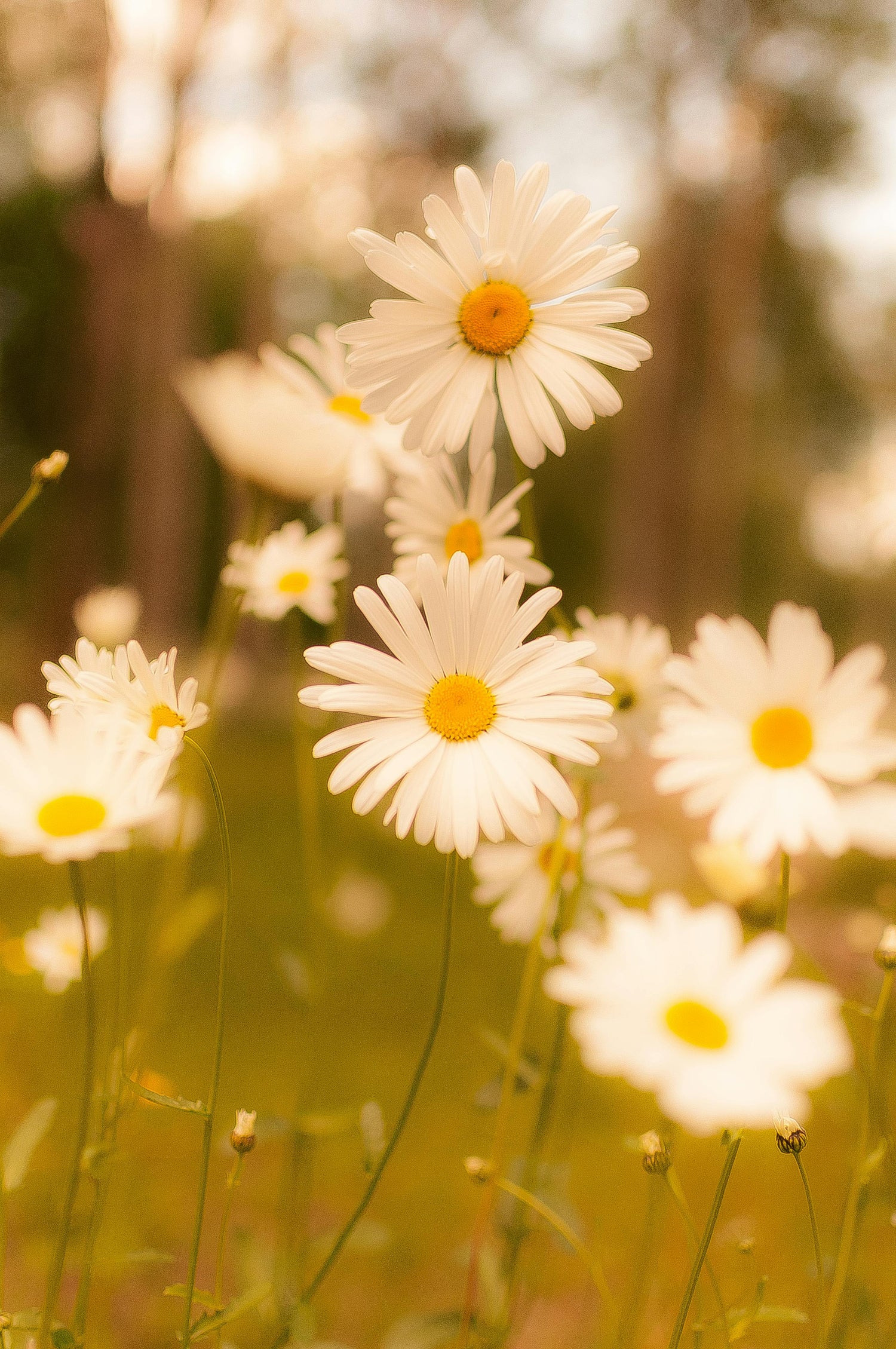 Ayurveda for the Sun Season